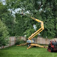 Professional Tree Services in Granite Bay, CA