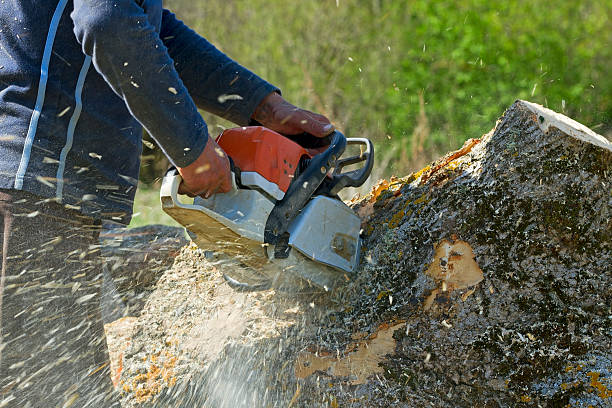 How Our Tree Care Process Works  in  Granite Bay, CA